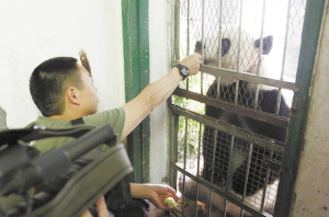 海沧大熊猫 绩丽 要出国了 17日离厦回成都体检