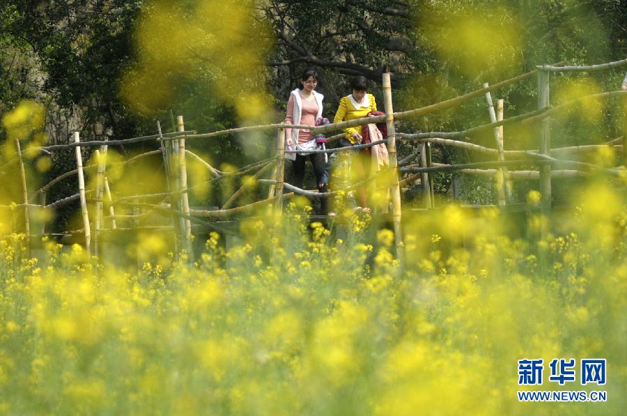 #（美丽中国）（1）油菜花开迎春来