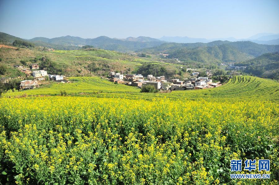 #（美丽中国）（2）油菜花开迎春来