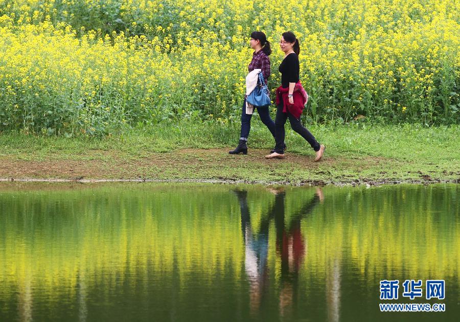 #（美丽中国）（9）油菜花开迎春来