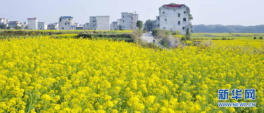 #（美丽中国）（7）油菜花开迎春来