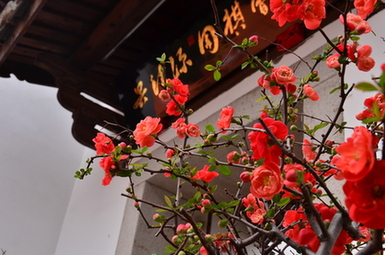吴清源会馆前的花