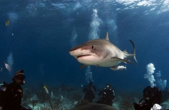 虎鲨:巴哈马群岛