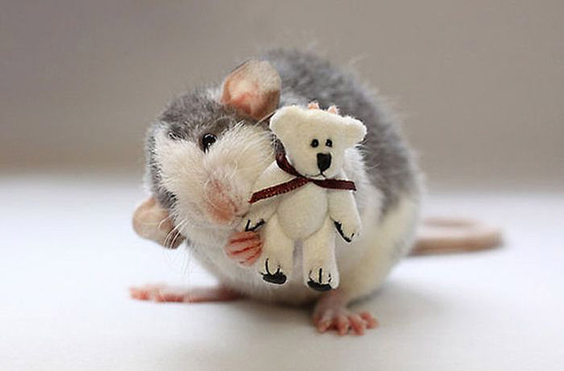 宠物鼠和泰迪玩偶的幸福生活