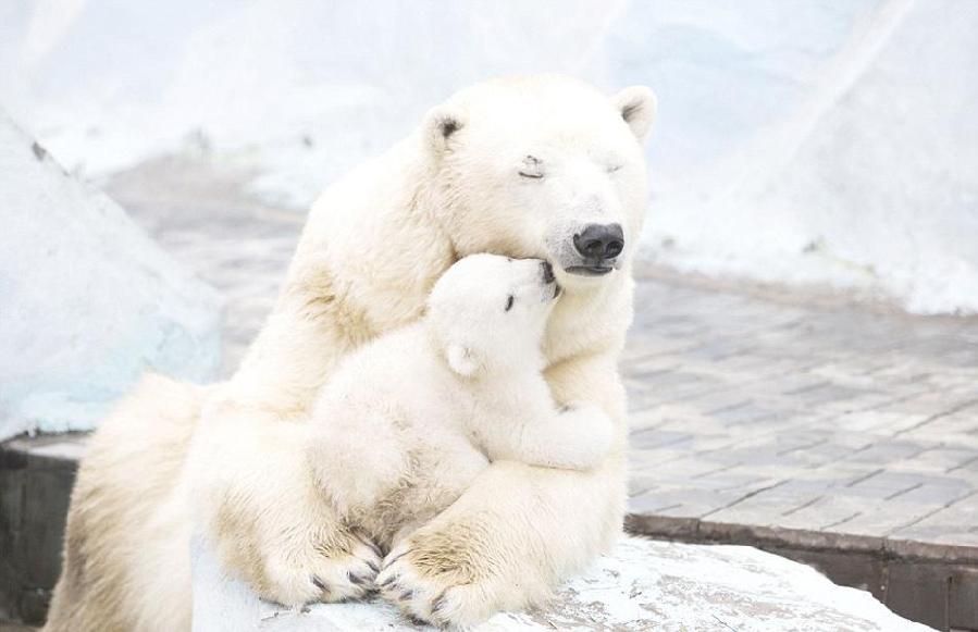 北极熊妈妈向宝宝展示出自己无限的怜爱.