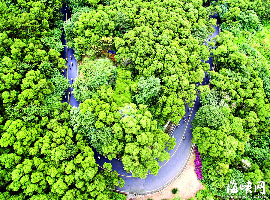 “福州最拉风山路”远离喧嚣　柳杉夹道云雾缭绕