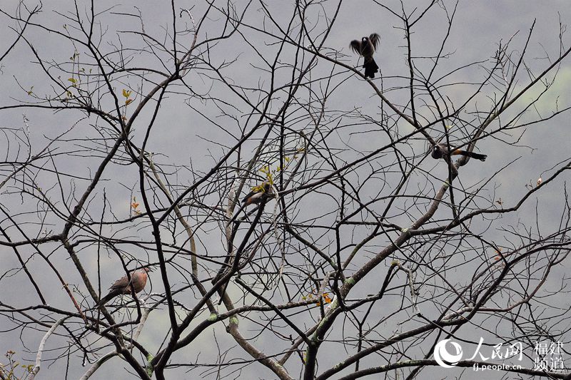 榕城春暖花开　福州迎来赏花观鸟好时节(组图)