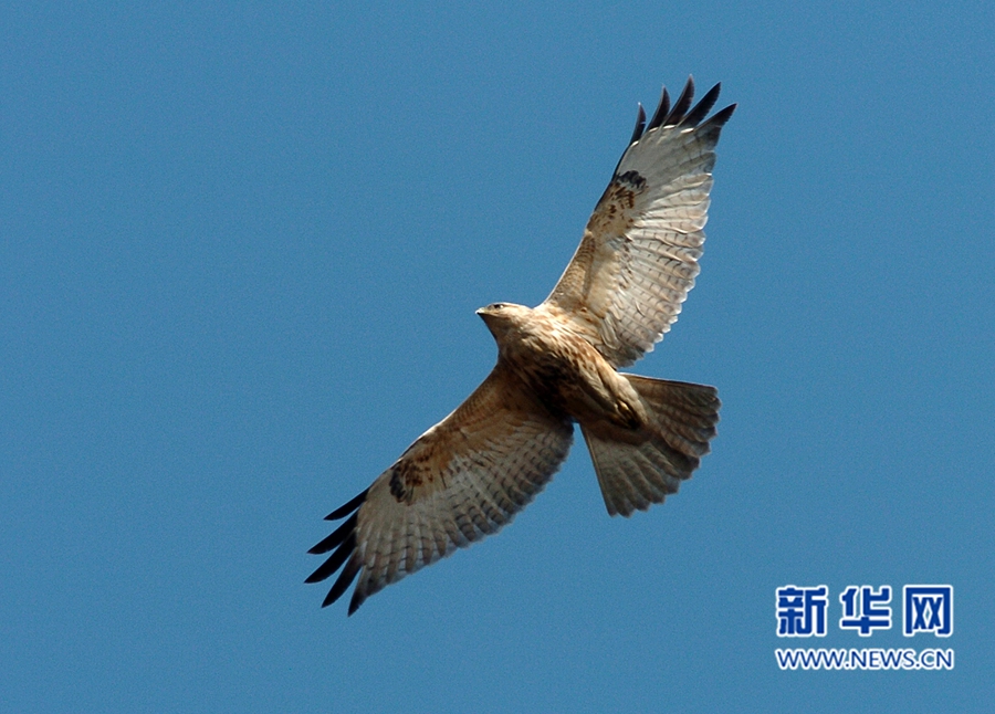 福州迎来观鸟佳季　这些鸟儿你都认识吗？(组图)