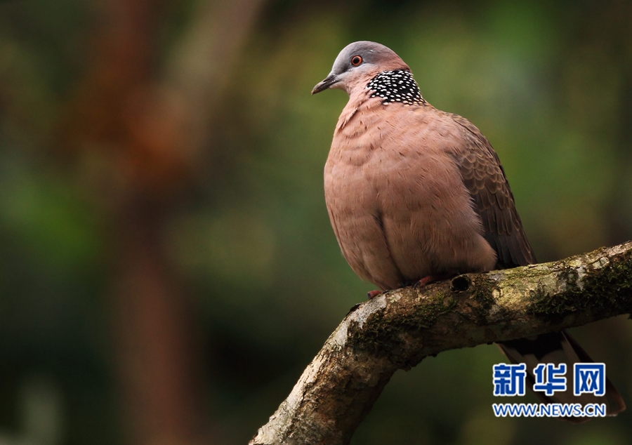 福州迎来观鸟佳季　这些鸟儿你都认识吗？(组图)