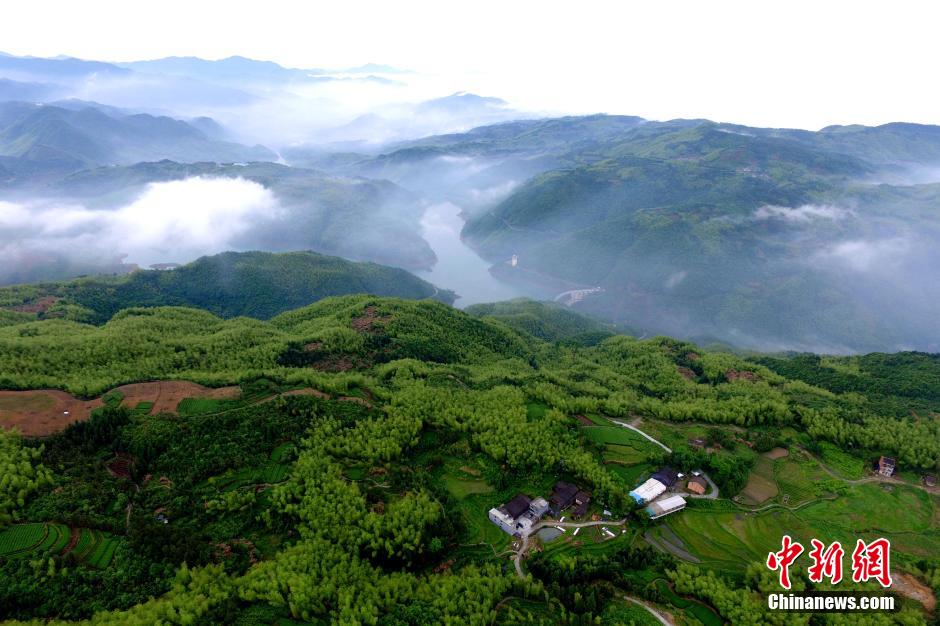 鸟瞰福建福鼎茶山：藏身云海　美如仙境（组图）