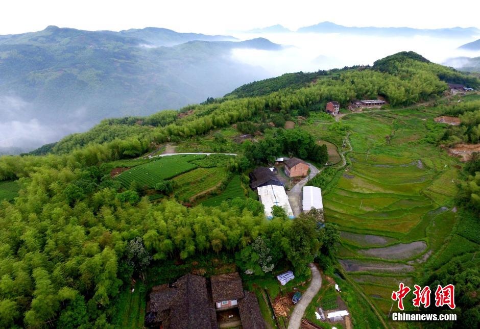 鸟瞰福建福鼎茶山：藏身云海　美如仙境（组图）