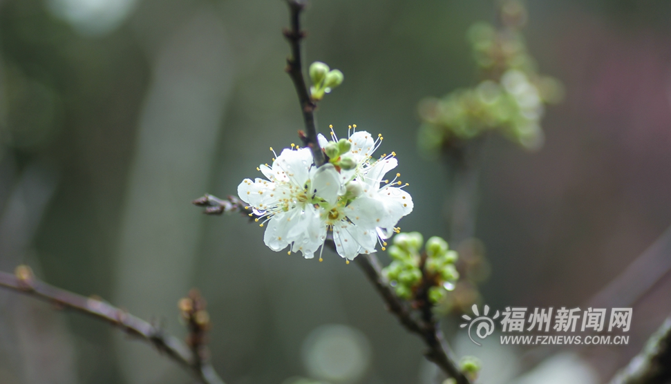 深山里的“樱歌艳舞”——森林公园樱花园