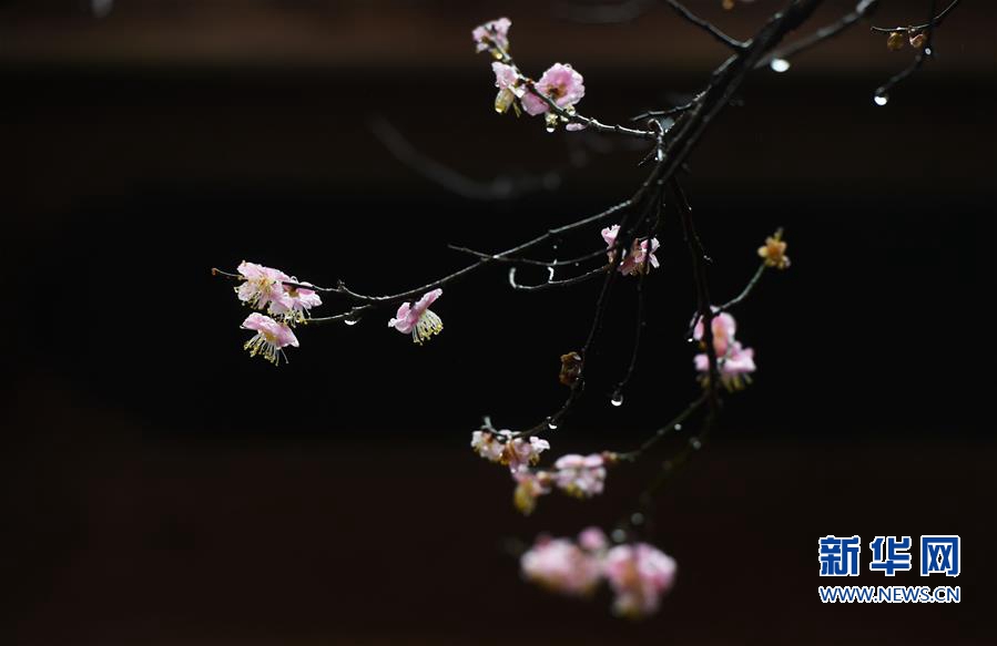 千年古刹梅花开