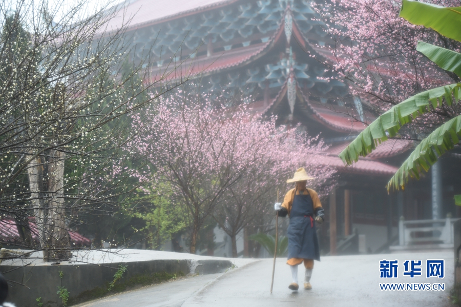 千年古刹梅花开