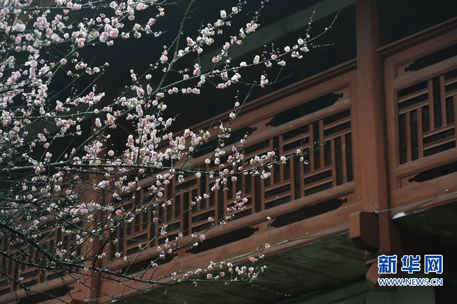 千年古刹梅花开