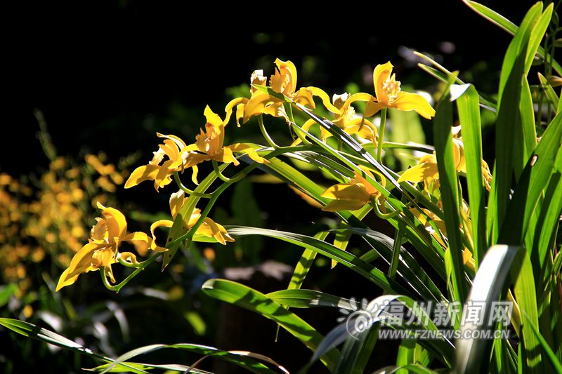 东风送暖春来报　于山兰花开正艳