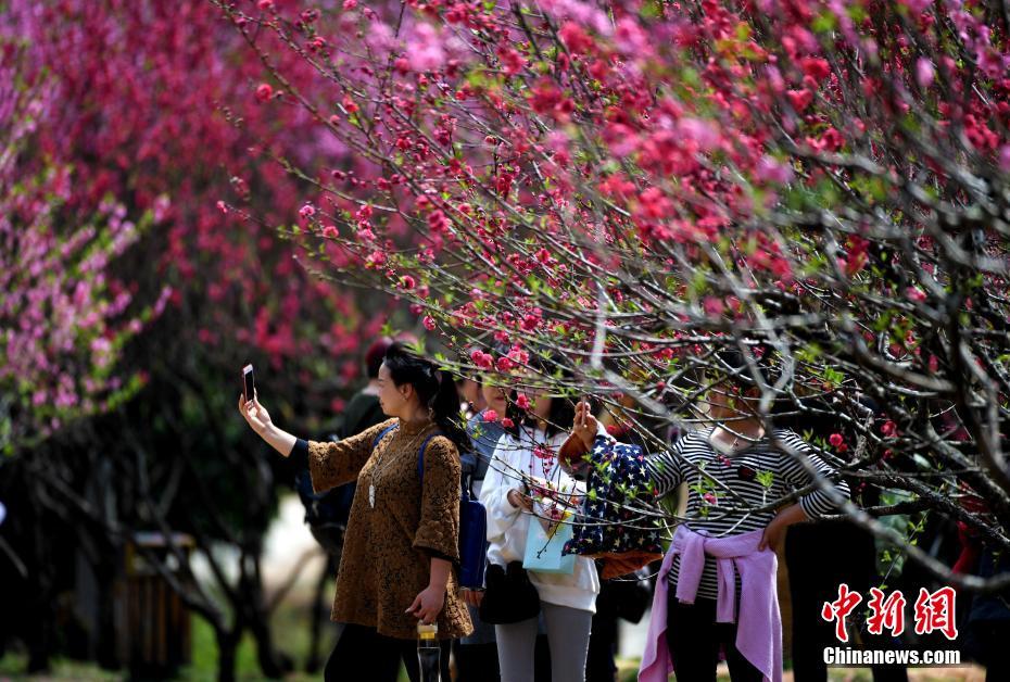 福州森林公园桃花盛开鸟语花香　美不胜收