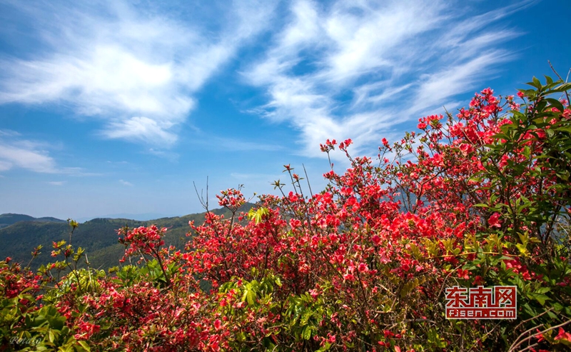 德化：人间四月芳菲尽　芹山杜鹃始盛开