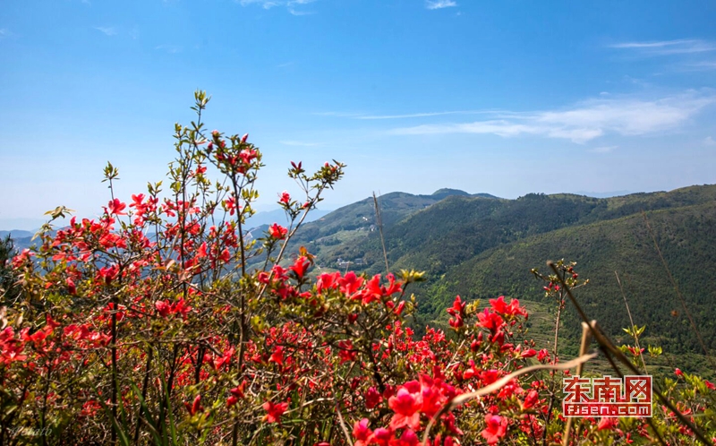 德化：人间四月芳菲尽　芹山杜鹃始盛开