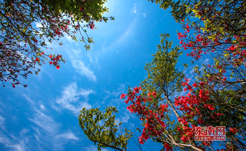 德化：人间四月芳菲尽　芹山杜鹃始盛开