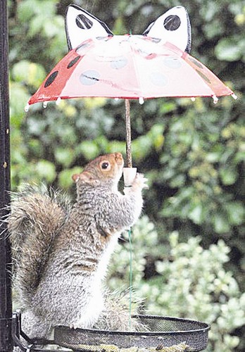 松鼠撑伞避雨 保护食物不被淋湿