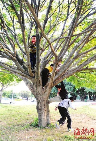 树猴省体中心的一棵树上,一群学生正在攀爬嬉戏——毛朝青/摄